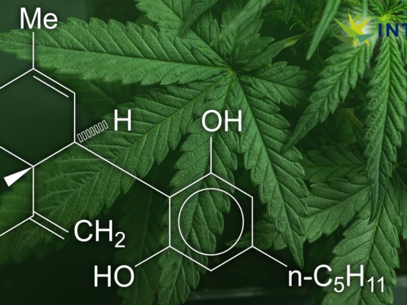 Cannabis (Marijuana) and Cannabinoids: What You Need To Know