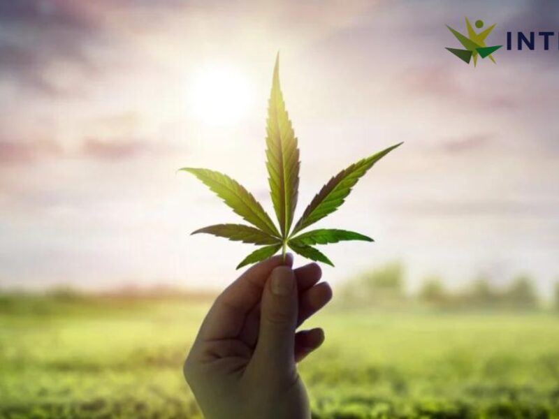 Behind the Leaf: Debunking 5 Medical Cannabis Myths